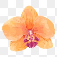 Orange flower sticker png, watercolor & botanical illustration, transparent background