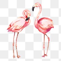 Flamingo png sticker, bird illustration, transparent background