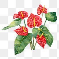Hibiscus flower sticker png, watercolor & botanical illustration, transparent background