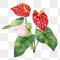 Flamingo flower clipart png, watercolor & floral design, transparent background