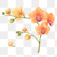 Orange flower sticker png on transparent background