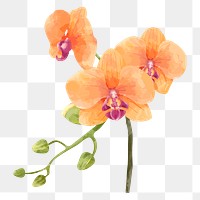 Orange flower sticker png on transparent background