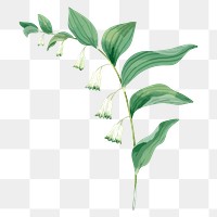 White flower png, lily of the valley sticker on transparent background