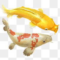 Koi fish png sticker, Japanese traditional animal on transparent background