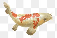 White Koi fish png sticker, Japanese traditional animal on transparent background