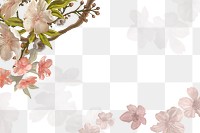 Sakura flower png transparent background, pink border