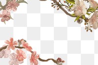 Sakura flower png transparent background, pink border