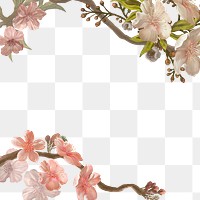 Cherry blossom png transparent background, flower border 