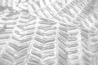 Bracken fern png overlay texture, abstract design on transparent background