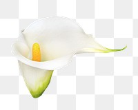 PNG white calla lily, flower clipart, transparent background