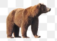 Brown bear png clipart, wildlife, transparent background