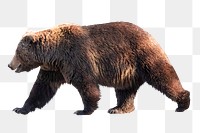 Grizzly bear png clipart, wildlife, transparent background