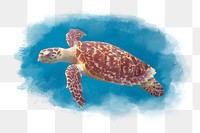 Sea turtle png clipart, watercolor animal in aesthetic design