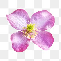 Pink flower png, anemone clematis clipart, transparent background