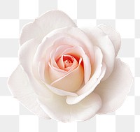 PNG white rose, flower clipart, transparent background