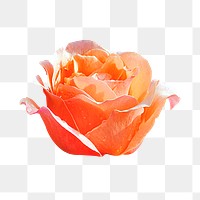 Orange rose png, flower collage element, transparent background