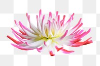 Pink flower png, cactus dahlia clipart, transparent background