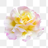 Flower png, peace rose clipart, transparent background