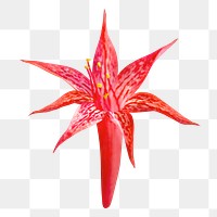 Red flower png, scarlet gilia sticker, transparent background