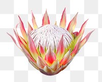 PNG king protea, flower clipart, transparent background