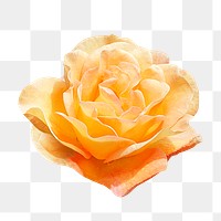 PNG Burma star rose, flower collage element, transparent background