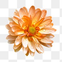 Orange flower png, dahlia clipart, transparent background