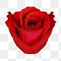 PNG red rose, valentine's flower clipart, transparent background