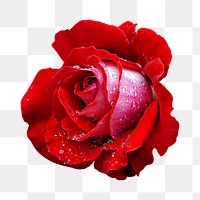 Red rose png, flower clipart, transparent background