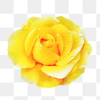 Rose png, wet yellow flower clipart, transparent  background