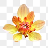 PNG yellow dahlia, flower collage element, transparent background