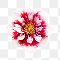 PNG collarette dahlia, flower clipart, transparent background