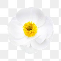 PNG mountain buttercup, white flower clipart, transparent background