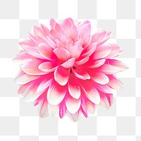 Pink dahlia png, flower clipart, transparent background