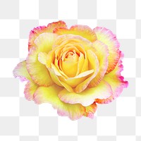 Rose png, yellow and pink flower clipart, transparent background