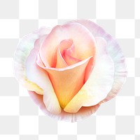 Pink rose png, flower collage element, transparent background