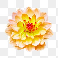 Yellow flower png, dahlia Margaret Haggo clipart, transparent background