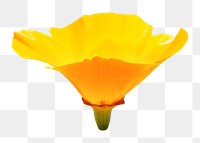 Yellow poppy png, flower sticker, transparent background