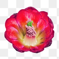 PNG red cactus flower clipart, transparent background