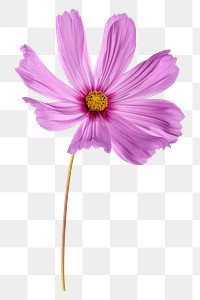 PNG pink cosmos, flower clipart, transparent background