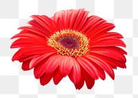 PNG red gerbera daisy, flower clipart, transparent background