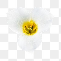 White flower png, mariposa lily clipart, transparent background
