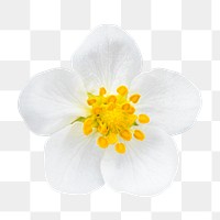 Png strawberry flower clipart, transparent background