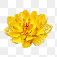 Yellow flower png, waterlily dahlia clipart, transparent background