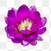 PNG purple cactus flower clipart, transparent background