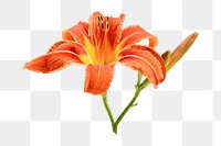 PNG orange daylily, flower collage element, transparent background