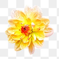 PNG yellow dahlia, flower clipart, transparent background