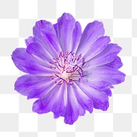 Purple flower png, bitterroot sticker, transparent background