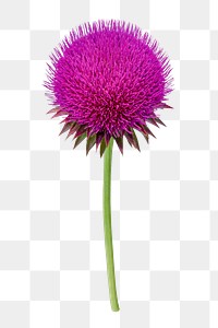 Pink flower png, musk thistle sticker, transparent background