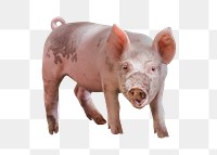 Pig png clipart, farm animal, transparent background