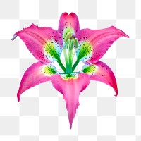 Pink lily png, flower clipart, transparent background